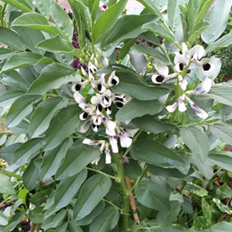 Broad beans in flower