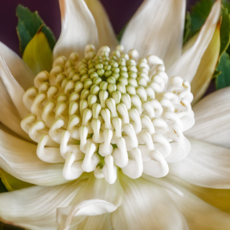 Unusual white flowering waratah