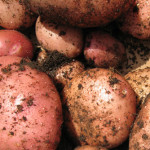 Potatoes