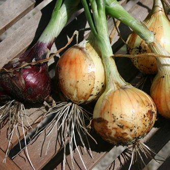 Just harvested home grown onions
