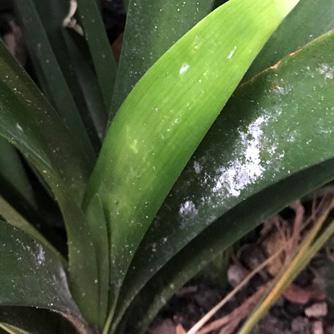 Clivia with mealybug infestation