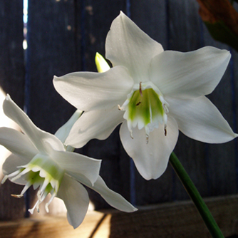 The large white flowers of the Eucharis lily are unmissable