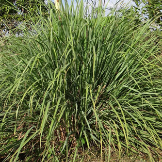 Mature lemongrass clump