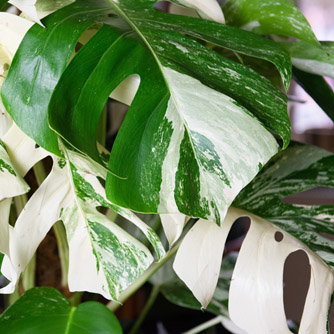 Variegated monsteras like this M. deliciosa ‘Albo-Variegata’ are highly sought after