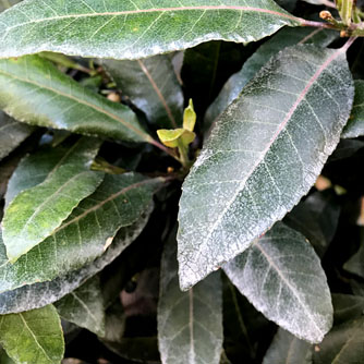 Natural white markings on leaves sometimes develop and can be ignored