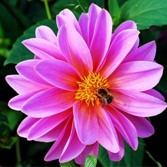 Pink dahlia with foraging bee