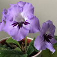 Streptocarpus