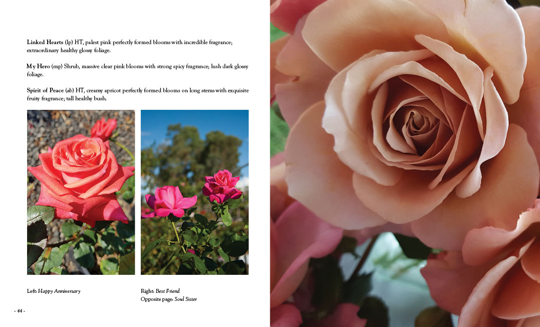 All About Roses by Diana Sargeant