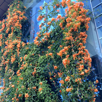 The orange trumpet vine just starting to come into flower