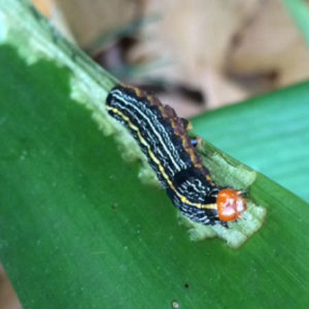 Lily caterpillar feeding on clivea leaf