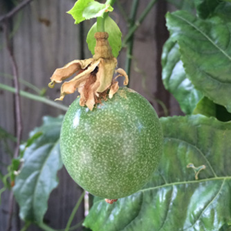 Developing passionfruit takes a long time to ripen