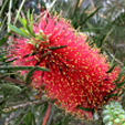 Bottlebrush