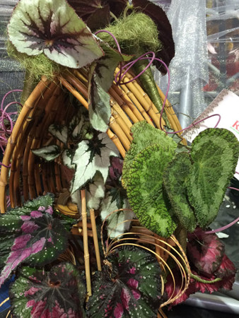 Rex begonia display by City of Ballarat and Begonia Societies of Victoria