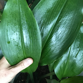 The Eucharis lily also has large glossy leaves