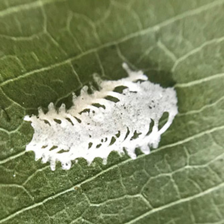 Close up of the intricate lerp covering