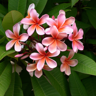 Pink with apricot centre frangipani flowers