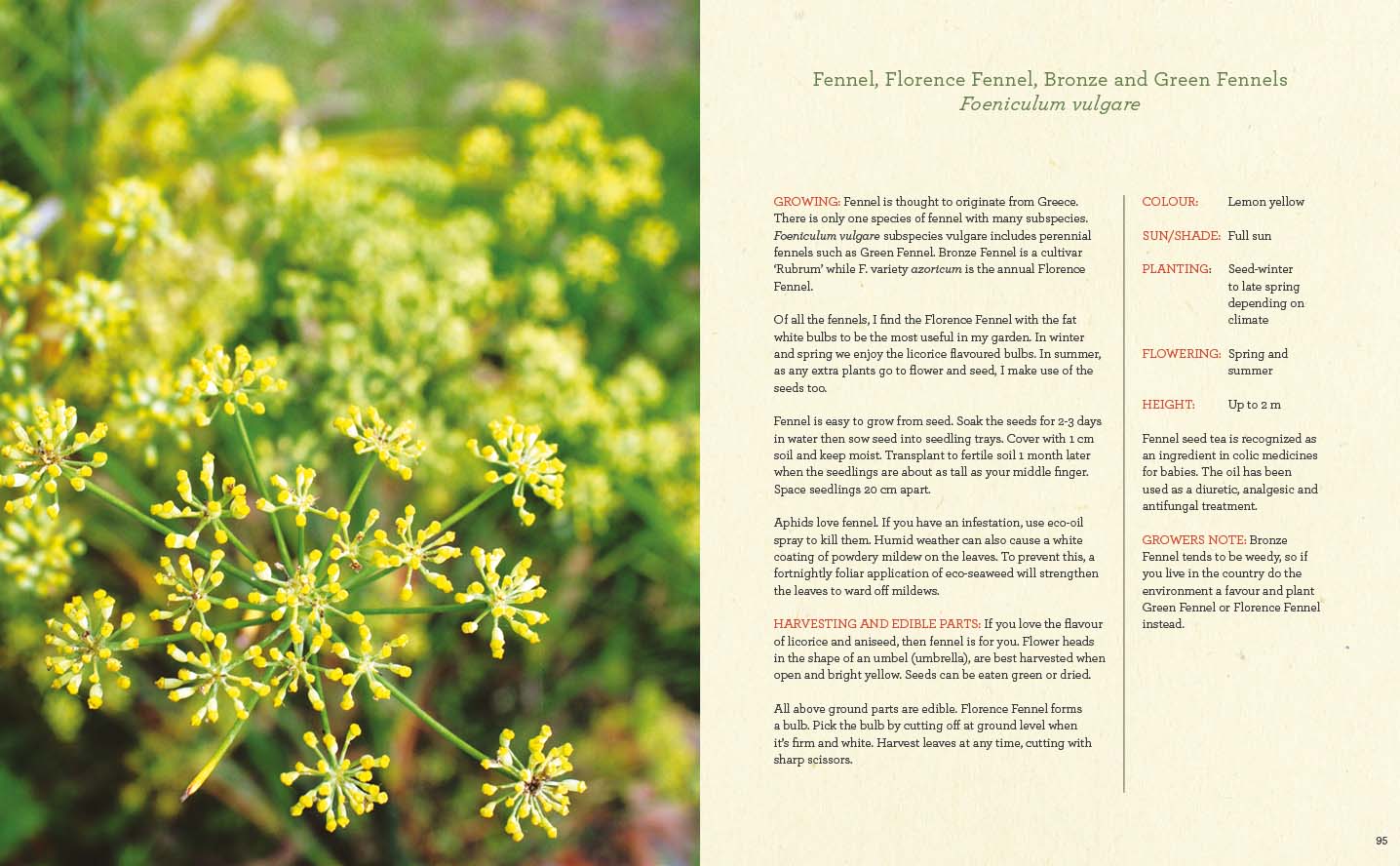 Fennel information page