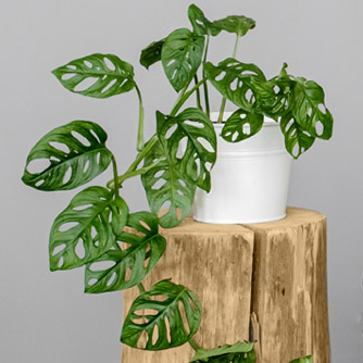 The smaller growing Monstera 'adansonii can be left to trail or climb if given a pole