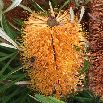 Bees love the nectar rich banksia flowers