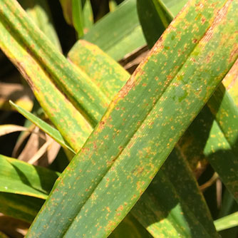 Leaves with yellow and orange markings are being attacked by the rust fungus