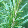 Rosemary