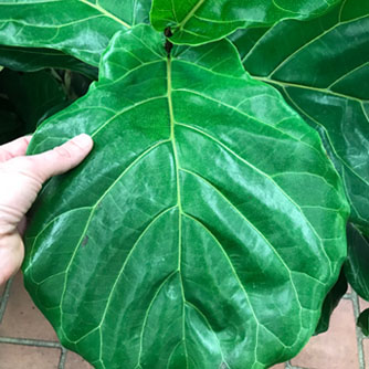 The enormous leaves of the fiddle leaf fig