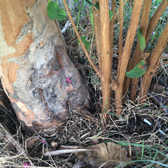 Crepe myrtle with suckers