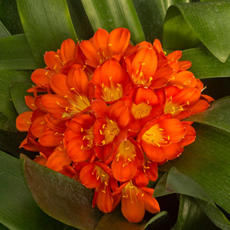 Belgian hybrid clivia with dense flower head and a deeper orange colour