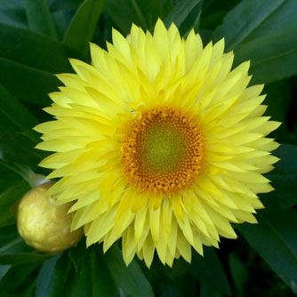 Yellow strawflowers