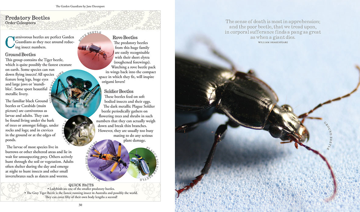 Sample page from The Garden Guardians – Predatory beetles