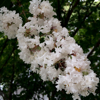 Stunning white crepe myrtle flowers