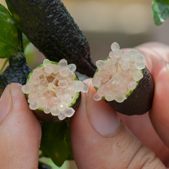 The tasty pulp pearls can be easily squeezed from the fruit