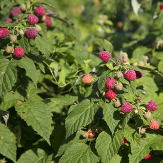 Check the raspberry patch regularly and harvest individual fruits as they ripen over several weeks