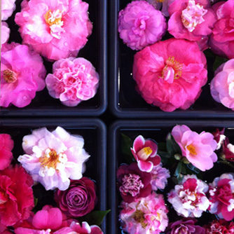 Mixed camellia blooms highlighting the huge variety available