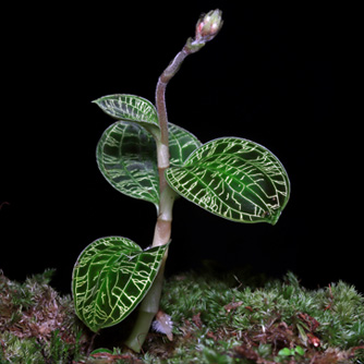 Macodes petola is another stunning jewel orchid