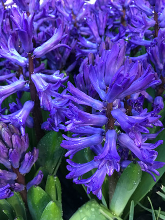 The intense purple hyacinths were just incredible