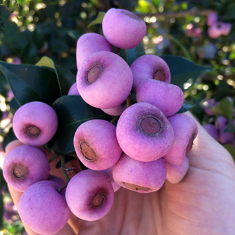 Close up of the berries of Syzygium smithii