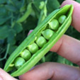How To Grow Peas Eco Organic Garden