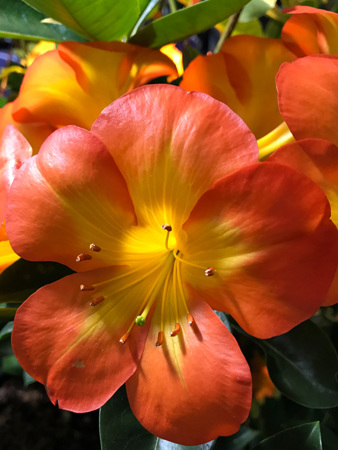 Easy to grow vireya rhododendron ‘Thai Prince’