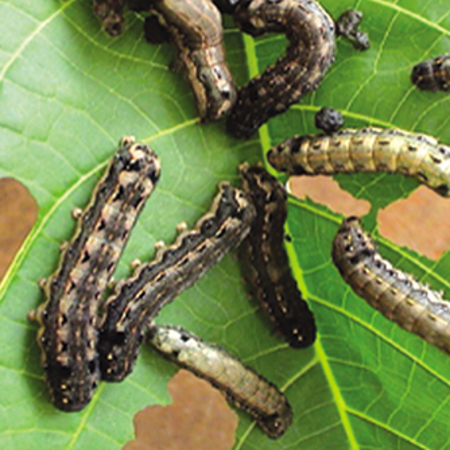 Lawn Armyworm