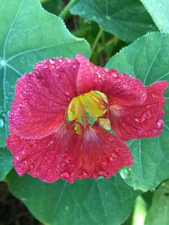 Something we rarely see is the cherry rose nasturtium