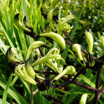 The beautiful black kangaroo paw (Macropidia fuliginosa) is probably the hardest to grow because it is very fussy about growing conditions