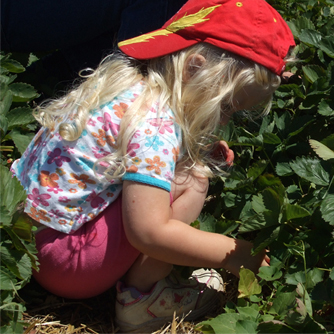 Kids love picking strawberries!