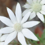 Flannel Flowers