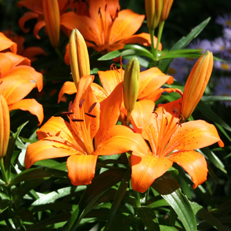 Vibrant orange Asiatic lilies