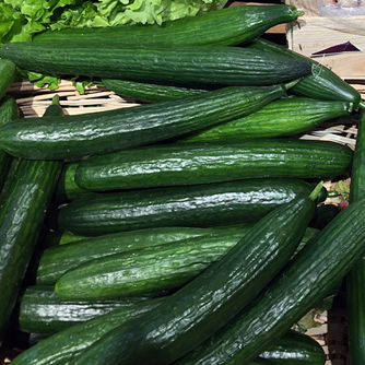 Extra long telegraph cucumbers