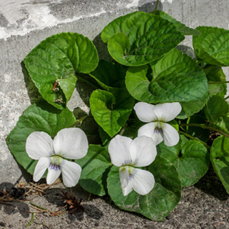 White violets are a bit harder to find for sale