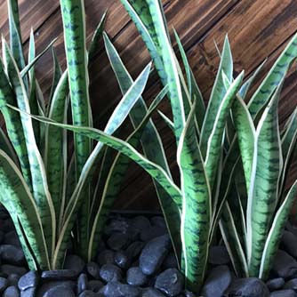 Dracaena trifasciata 'Laurentii' - better known as mother-in-laws tongue or snake plant