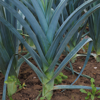 Leeks with deeply buried shanks to keep them white
