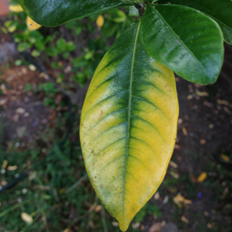 Magnesium deficient gardenia leaves